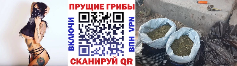 купить Зеленокумск Псилоцибиновые грибы прущие грибы